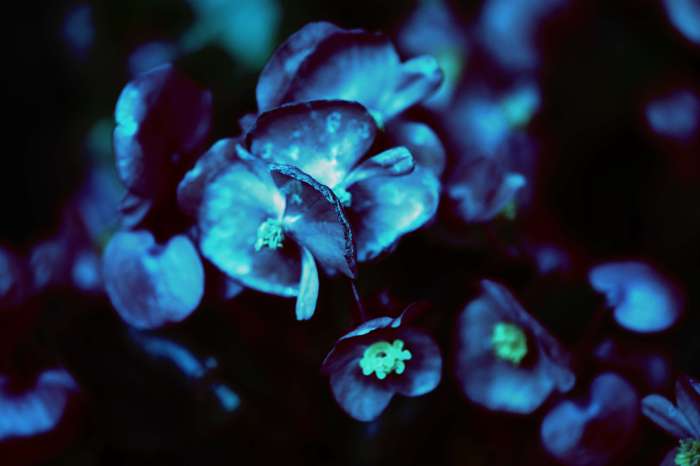 Macroblue
